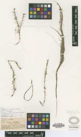 Mayaca fluviatilis Aubl. subsp. wrightii (Griseb.) Borhidi