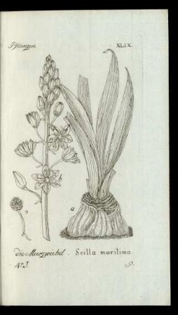 9. die Meerzwiebel. Scilla maritima.
