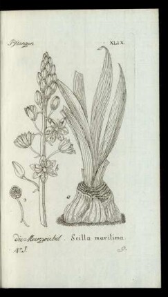9. die Meerzwiebel. Scilla maritima.