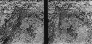 Erdkröte : Erdkröte (Bufo bufo Linnaeus).