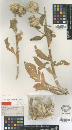 Centaurea lactucifolia Boiss. [isotype]