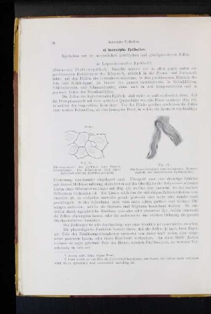 Leptodermales Epithel