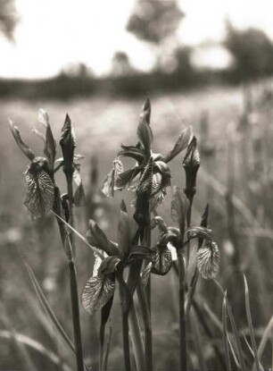 Sibirische Schwertlilie (Iris sibirica), auch Wiesen-Schwertlilie. Blüte, wohl im Osterzgebirge bei Bad Gottleuba
