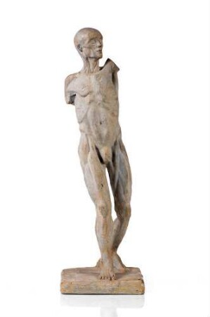 Muskelmann (anatomische Figur)