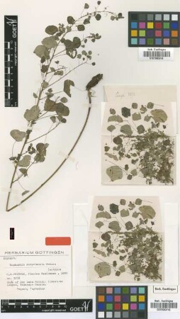 Euphorbia subpeltata S.Watson [isotype]