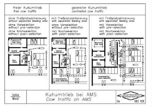 Kuhumtrieb bei AMS