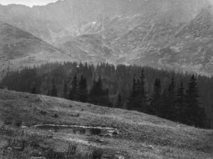 Wald im Tal : Ein Gebirgstal mit einem Wald
