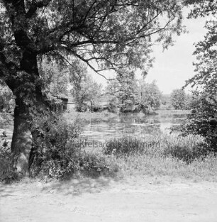 Mühlenteich: links Baum: an Uferböschung Gräser: vorn Mühlenweg: am gegenüberliegenden Ufer Bäume