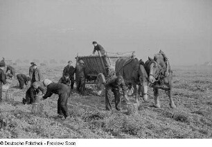Bauern und Kinder auf dem Feld bei der Kartoffelernte