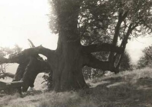 Streitlinde : Die Streitlinde bei Königsfeld