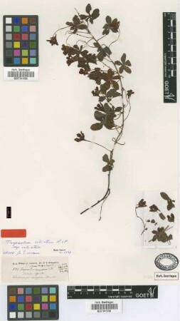 Tropaeolum venosum Phil. ex Buchenau [isotype]