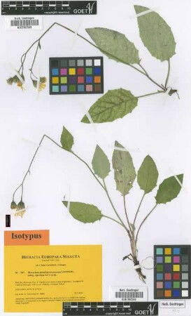 Hieracium pseudogrovesianum Gottschl. subsp. opertum Gottschl.[isotype]