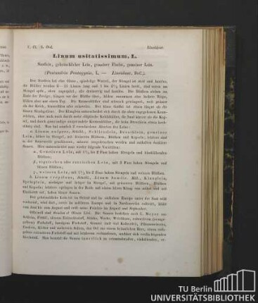 Linoideae. Linum usitatissimum, L. Saatlein, gebräuchlicher Lein, gemeiner Flachs, gemeiner Lein. (Pentandria Pentagynia, L. - Linoideae, DeC.).