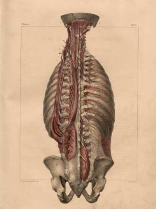 Tieferliegende Arterien des Rückens