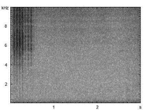 Große Goldschrecke | Chrysochraon dispar - Stridulation