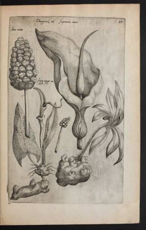 Taf. 43 [Arum]