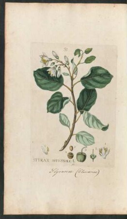 31. Styrax officinale