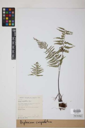Asplenium cuspidatum Lam.