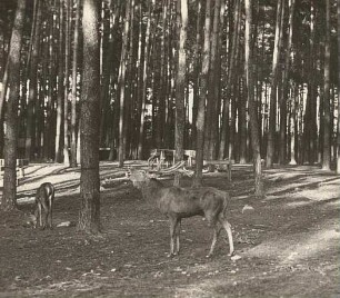 Moritzburg. Wildgehege. Rot- oder Edelhirsch (Cervus elaphus)