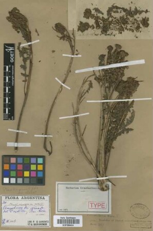 Phacelia pinnatifida Griseb. ex Wedd. var. Griseb. elatior[type]