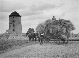 Relikt einer Turmwindmühle. Im Vordergrund zweispänniges Pferdefuhrwerk beim Beladen mit Getreide : Moritzburg. Relikt einer Turmwindmühle. Im Vordergrund zweispänniges Pferdefuhrwerk beim Beladen mit Getreide