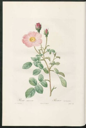 Rosa muscosa. Rosier mousseux. Gouten sculp.