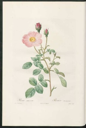 Rosa muscosa. Rosier mousseux. Gouten sculp.