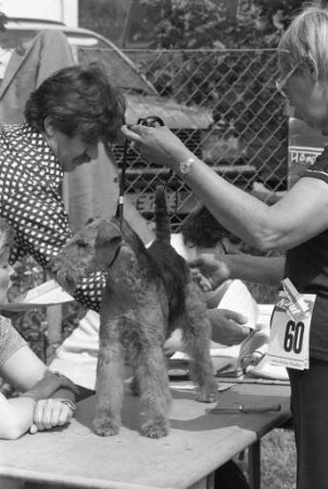 Sonderzuchtschau der Ortsgruppe Mittelbaden im Klub der Terriere e.V. auf dem Gelände des Polizeihundesportvereins in Knielingen