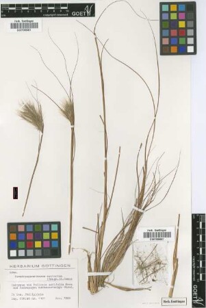 Andropogon asthenostachys Steud. [isotype]