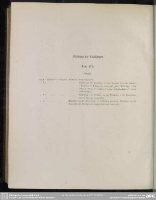 Erklärung der Abbildungen. Tafel XVII