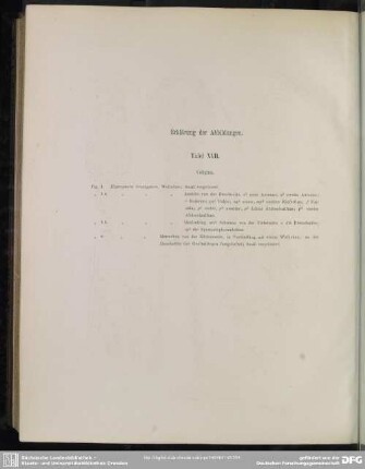Erklärung der Abbildungen. Tafel XVII