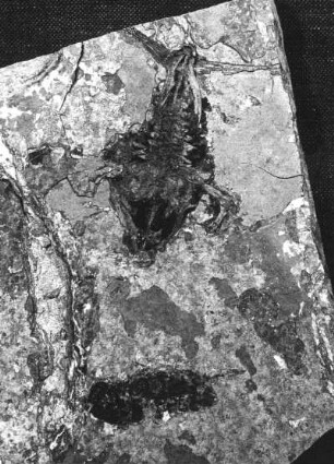 Frosch (Palaeobactrachus sp.). Abdruck auf oberoligozänem Schiefer der Schieferhalde von Seifhennersdorf (Kreis Zittau)