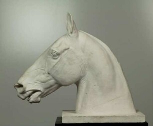 Kopf eines Pferdes (Vollblüters) mit gespitzten Ohren