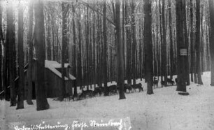 Hochwild an der Wildfütterung am Leichenweg - Forstrevier Steinbach