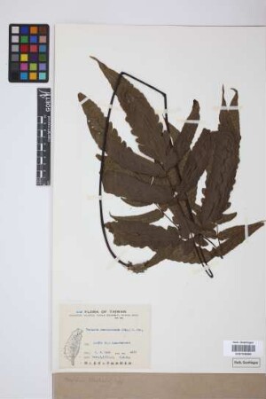 Aspidium (Tectaria) spp.