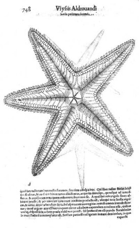 Stella pectinata secund