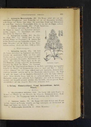 3. Gattung. Himmelsschlüssel, Primel, Schlüsselblume, Aurikel, Primula.