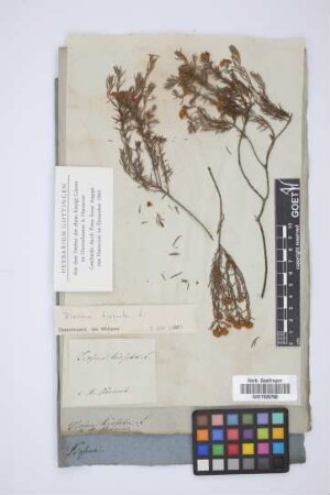 Diosma hirsuta L.