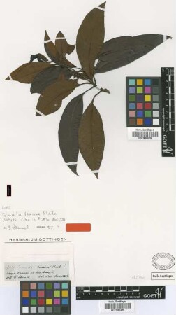 Tovomita laurina Planch. & Triana [isotype]