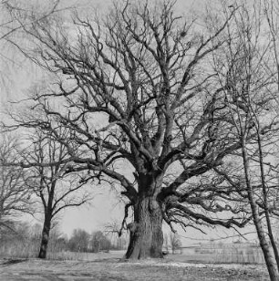 Rieseneiche von Niedergurig : An den Niederguriger Teichen. Rieseneiche von Niedergurig