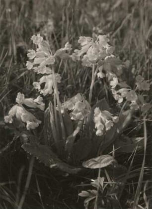 Echte Schlüsselblume (Primula veris) im Sattelberggebiet