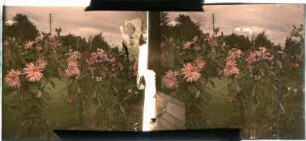 Dahlien im Garten