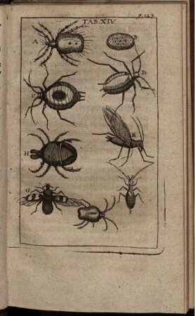 Tab. XIV. [siehe arabische Paginierung]