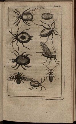 Tab. XIV. [siehe arabische Paginierung]