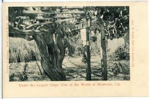 Montecito, Kalifornien. Under the Largest Grape Vine in the World