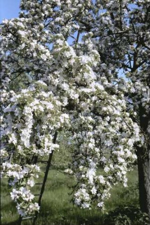 Zunzingen: Badische Weinstraße in Blüten