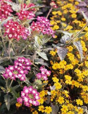 Verbenen und Tagetes, Schloßgarten Diesbar-Seußlitz : Einjähriges Eisenkraut (Verbena L.) und Studentenblumen (Tagetes), Teppichbeet im Schloßgarten Diesbar-Seußlitz