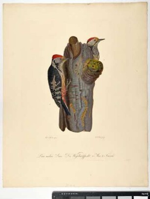 Picus medius. Linn. Der Weissbuntspecht. 1. Mas. 2. Femina. - Mittelspecht. Dendrocoptes medius. Männchen; fem. - Zeichner: Ambrosius Gabler; Stecher: Johann Carl Bock