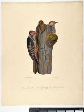 Picus medius. Linn. Der Weissbuntspecht. 1. Mas. 2. Femina. - Mittelspecht. Dendrocoptes medius. Männchen; fem. - Zeichner: Ambrosius Gabler; Stecher: Johann Carl Bock
