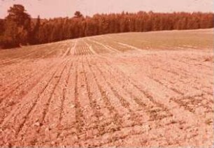 Fotografie: Feldfrucht, Zuckerrübe